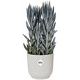 ELHO Vibes Fold Pot de fleurs rond 30 - Blanc - Ø 30 x H 27 cm - intérieur - 100% recyclé-3