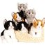 Peluche Chaton 22 Cm Couché Gris Chiné Achat Vente