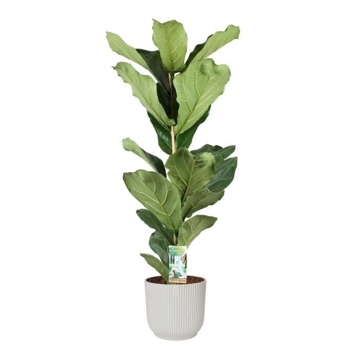 Plante d'intérieur – Ficus Lyrata en ELHO pot plastique blanche comme un  ensemble – Hauteur: 90 cm XC06 - Cdiscount Jardin