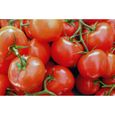 Lot de 100 Graines de Tomate Saint Pierre - Ancienne Variété Ferme et Savoureuse- Facile d'entretien et Fort Rendement-0