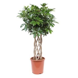 Plante D Interieur De Botanicly Arbre A Doigts En Pot De Fleur Noir Comme Un Ensemble Hauteur 100 Cm Plante Naturelle Achat Vente Plante Poussee Schefflera Arb Gold Capella 2 Cdiscount