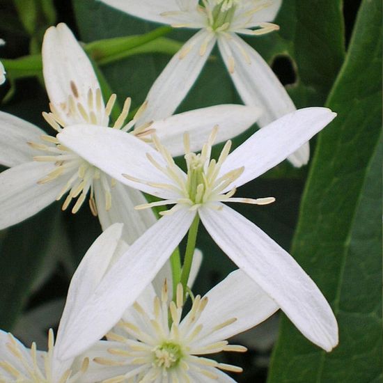 Clématite armandii Snowdrift BELLEVUE DISTRIBUTION Pot de 6L Grimpante parfumée à
