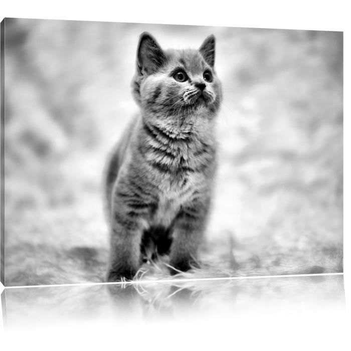 Monocrome Bebe Mignon De Chat Sur Le Tapis La Taille 80x60 Sur Toile Xxl Enormes Photos Completement Encadree Avec Civiere Cdiscount Maison Monocrome Bebe Mignon De Chat Sur Le Tapis La Taille 80x60 Sur Toile Xxl Enormes Photos Completement Encadree Avec Civiere Cdiscount Maison