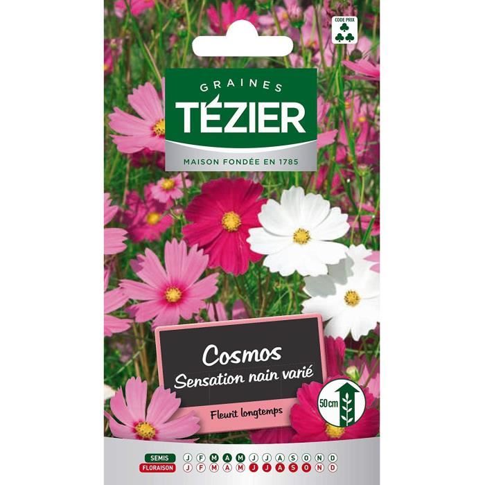 Tezier - Cosmos Sensation nain varié -- Fleurs annuelles - Sachet Fleurs -  Fleurs annuelles à utiliser sur ROCAILLES et MASSIFS BAS - Cdiscount Jardin