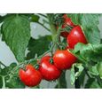 Lot de 100 Graines de Tomate Saint Pierre - Ancienne Variété Ferme et Savoureuse- Facile d'entretien et Fort Rendement-1