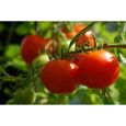 Lot de 100 Graines de Tomate Saint Pierre - Ancienne Variété Ferme et Savoureuse- Facile d'entretien et Fort Rendement-2