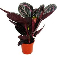 Plante d'ombre à motif de feuille inhabituel - Calathea Dottie - Pot de 14 cm - Hauteur d'environ 50 cm