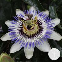Passiflora caerulea – Passiflore – Plante grimpante – Rustique – D15 cm - H 60-70 cm