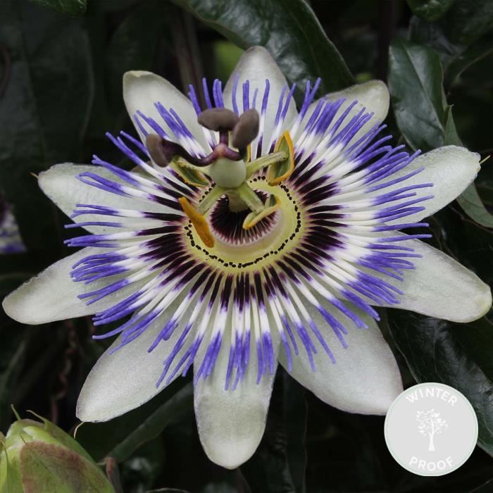 Plant In A Box - Passiflora Caerulea XL - Passiflore Bleue Grimpante - Pot 17cm - Hauteur 110-120cm