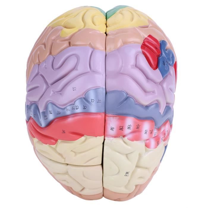 Modèle Anatomique Du Cerveau Humain, Diagramme Indicateur Cerveau