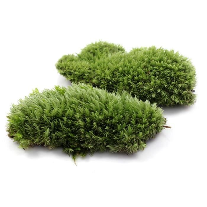 Voir les images - Fausse mousse artificielle verte, 1 pièce, pierre de  corail, modèle herbe, plante en pot, M - Cdiscount Animalerie