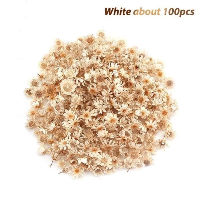 Lot De 320 Fleurs Séchées Brésiliennes - Mini Marguerites Étoilées Blanc - Pour Déco Mariage, DIY Et Cadeaux