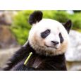 SMARTBOX - Découverte du ZooParc de Beauval en 2024 pour 1 enfant - Coffret Cadeau | Journée à la découverte des animaux au ZooParc -1