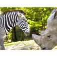 SMARTBOX - Découverte du ZooParc de Beauval en 2024 pour 1 enfant - Coffret Cadeau | Journée à la découverte des animaux au ZooParc -3