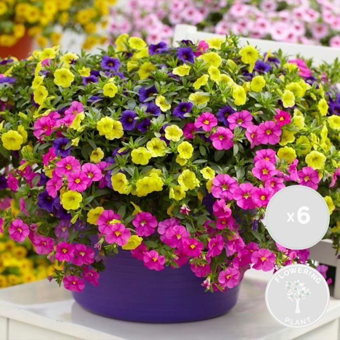Pétunia susp. mélange bac à 10 Acheter - Plantes annuelles pour plates