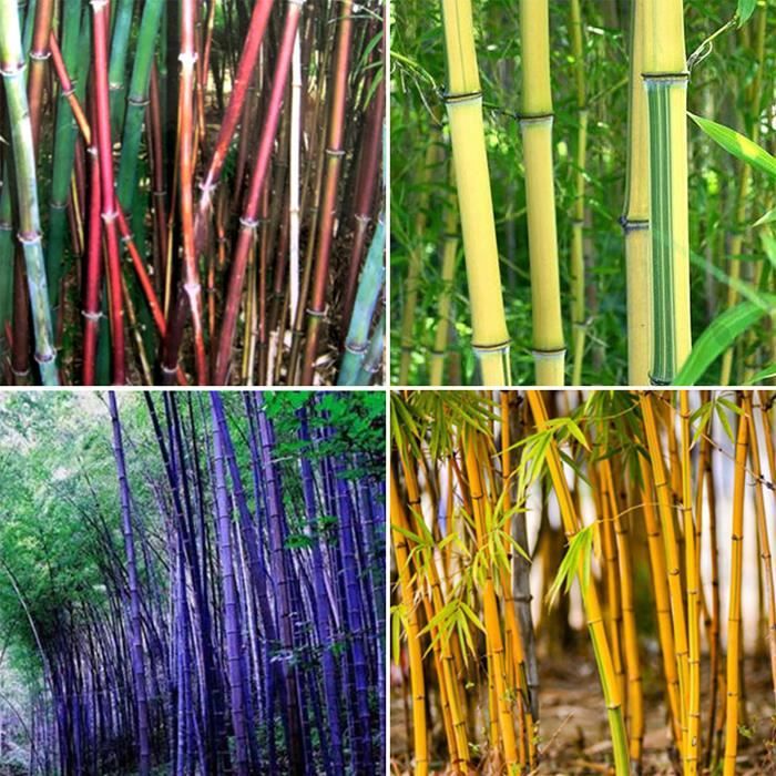 Sac Graines de bambou Tolérant à l’ombre Décoration intérieure Rare Phyllostachys Pubescens Jardinier Semis pour Backyard1