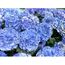 Hydrangea Macrophylla White Stock Photos Hydrangea Macrophylla