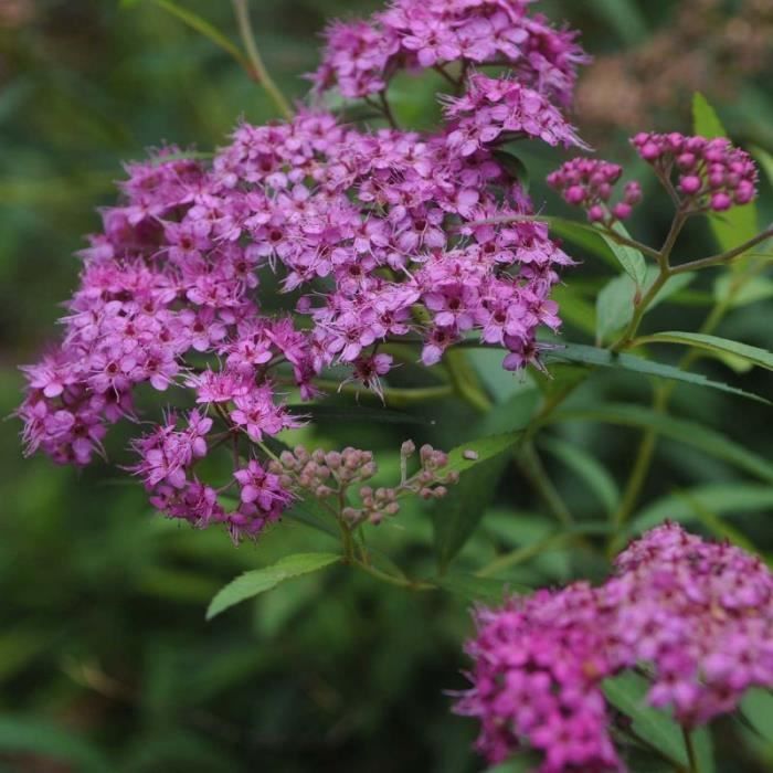 Spirée du Japon 'Little Princess' (Spiraea Japonica 'Little Princess') Godet - aille 20/40cm Rose