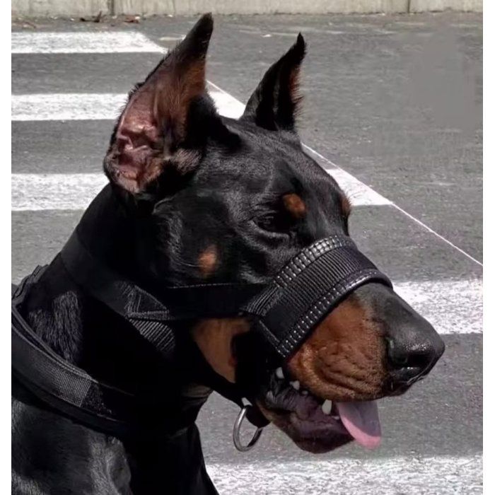 Licol pour chien - Taille L - Anti-traction - Noir - Doublé - Licol et muselière - Licol anti-traction pour chien - Licol pour