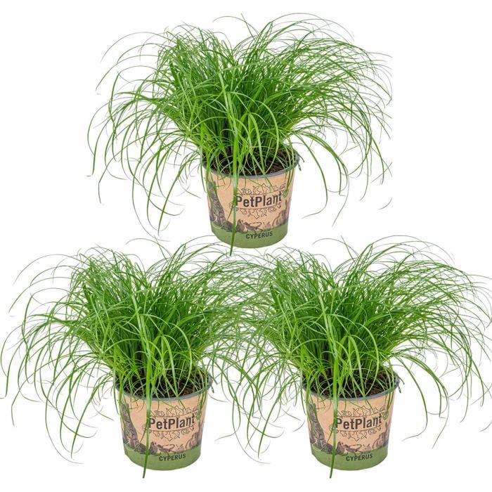 3x Cyperus 'Zumula' - Herbe à chat - Plante d'intérieur - Animaux acceptés  – D12 cm - H20-25 cm - Cdiscount