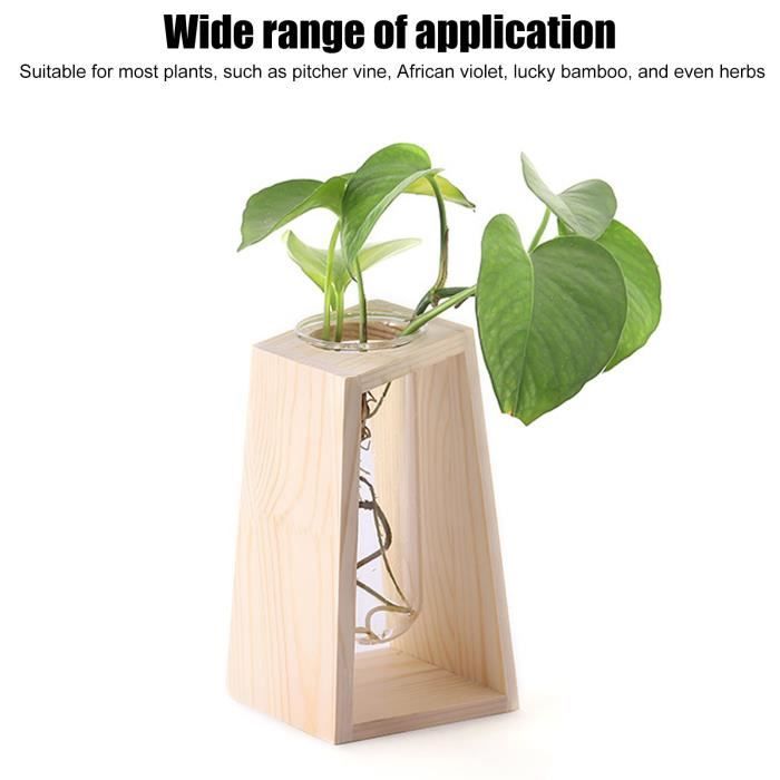 SED terrariums de plantes en verre de bureau Terrarium de plante de