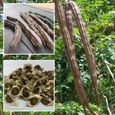 50Pcs sain moringa oleifera graines santé bienfaits de la peau pilon arbre graines 1-0