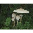 Parasol Cultivée champignon I Hawlik I ANBAU ZEITRAUM AB MÄRZ I sans précédent Kit de culture pour le jardin-1