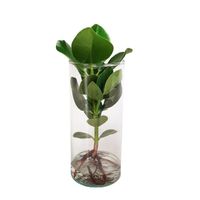 Plante d'intérieur – Pommier baumier dans un verre décoratif comme un ensemble – Hauteur: 35 cm X118