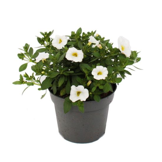 3 Plantes Calibrachoa (Mini Pétunia Suspendu) | Pot 12 Cm | Jaune | Floraison Abondante Printemps-automne
