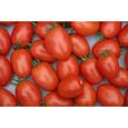 Lot de 100 Graines de Tomate Roma - Variété Vigoureuse et Productive - Chair Ferme & Douce - Idéal en Conserve et Sauce-0
