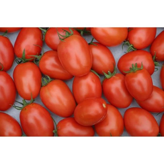 Lot de 100 Graines de Tomate Roma - Variété Vigoureuse et Productive - Chair Ferme & Douce - Idéal en Conserve et Sauce