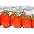 Lot de 100 Graines de Tomate Roma - Variété Vigoureuse et Productive - Chair Ferme & Douce - Idéal en Conserve et Sauce-1