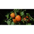 Lot de 100 Graines de Tomate Roma - Variété Vigoureuse et Productive - Chair Ferme & Douce - Idéal en Conserve et Sauce-3
