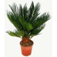 Cycas revoluta  - -  Fougère palmiste japonaise avec tubercule - pot 12cm-0