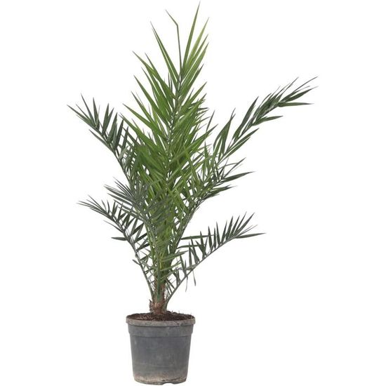 Phoenix Canariensis - Canarische Dadelpalm - ↕300cm - 50cm