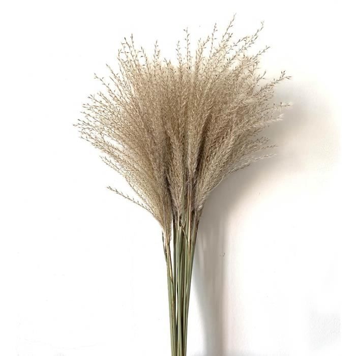 Pampas herbe décor blanc-rose utilisation de mariage décor à la maison pampas herbe plantes séchées - 20pcs Raw Color-S