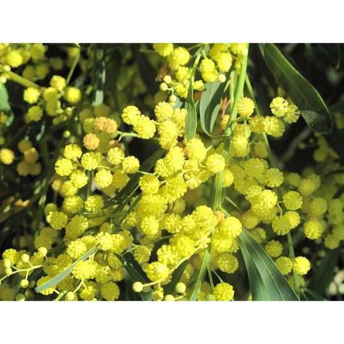 Mimosa des quatre saisons- Abondante et spectaculaire floraison petites boules dorées- En fleur toute l'année ! -Croissance rapide