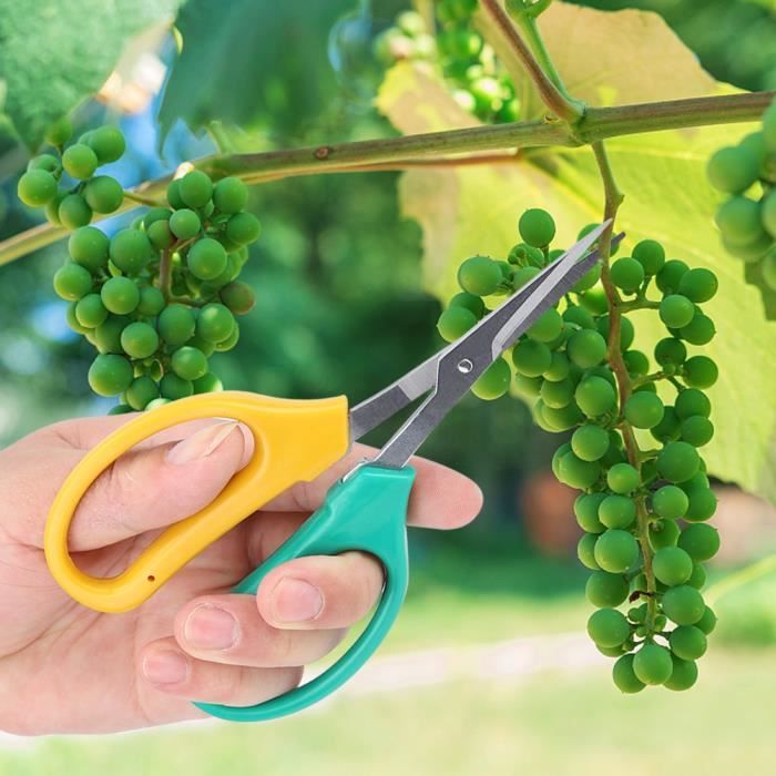50 Écarteurs De Branches Fruitiers - Outil Jardinage Zinc Pour Formateur Arbre - Taille 8/13/18cm