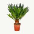 Cycas revoluta  - -  Fougère palmiste japonaise avec tubercule - pot 12cm-1