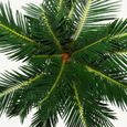 Cycas revoluta  - -  Fougère palmiste japonaise avec tubercule - pot 12cm-2