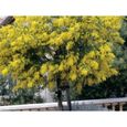 Mimosa des quatre saisons- Abondante et spectaculaire floraison petites boules dorées- En fleur toute l'année ! -Croissance rapide-2