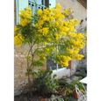 Mimosa des quatre saisons- Abondante et spectaculaire floraison petites boules dorées- En fleur toute l'année ! -Croissance rapide-3