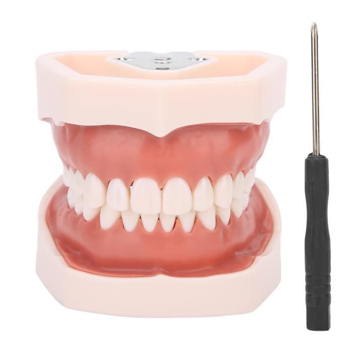Modèle De Dents Dentaires 32 Dents Avec Gencives Souples – Compatible Columbia 860 – Neuf