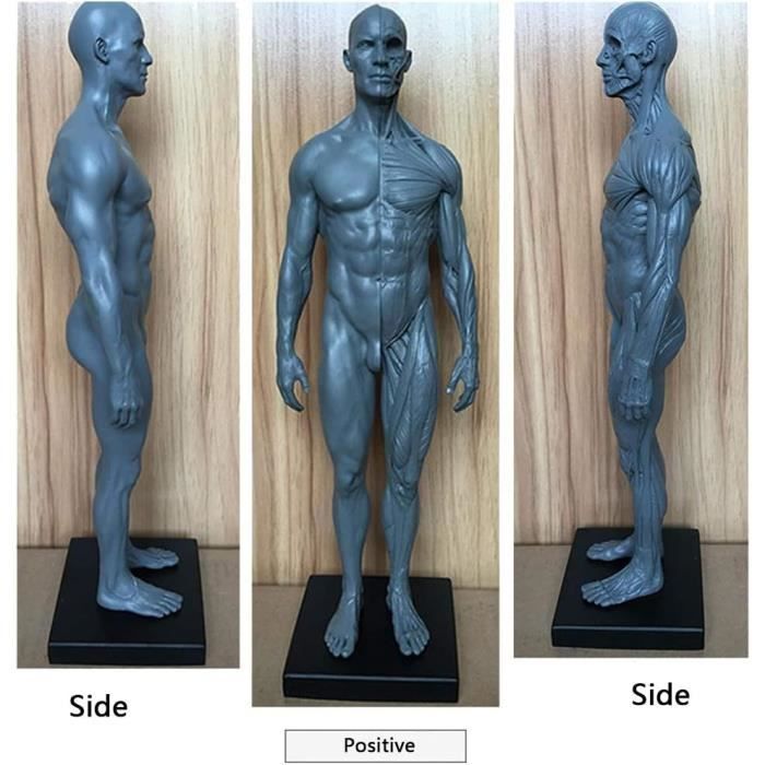 Human Anatomy Figure - Muscle Humain Squelette Modèle Anatomique 11,8 ...