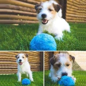 UFO Balle magique interactive pour chien - Jouet magique avec soucoupe  volante - Balle rebondissante mobile - Jouet amusant à déformation - Jouet  interactif pour chien et chat : : Animalerie