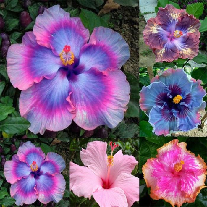 100 pcs Rare Bleu Géant Hibiscus Exotique Corail Semences Maison Jardin Fleurs Décor
