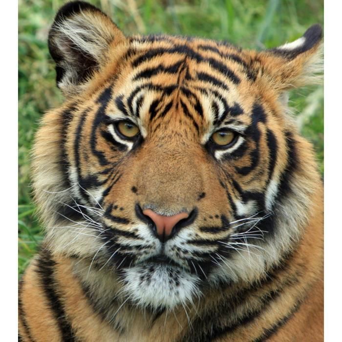 Poster Affiche Gros Plan Tete de Tigre de Face Vie Sauvage 31cm x 35cm