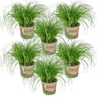 6x Cyperus 'Zumula' - Herbe à chat - Plante d'intérieur - Animaux acceptés – D12 cm - H20-25 cm