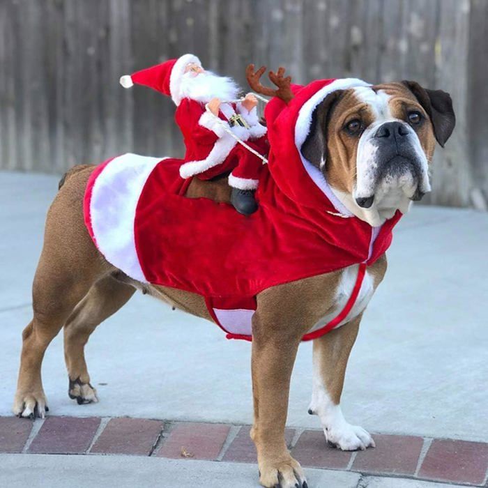 Déguisement de Père Noël pour chien combinaison de Père Noël pour animaux de compagnie taille L