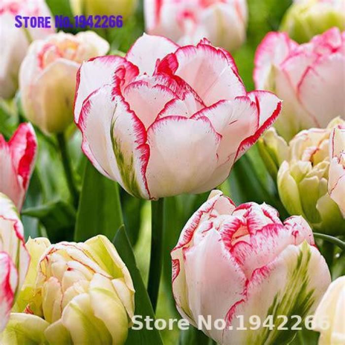 Version Multi-couleur - 100 Pièces Chaud Arc-En-Ciel Tulipe Bonsaï Fleurs Rares Plantes Vivaces Cadeau Pour La Maison Jardin Cour